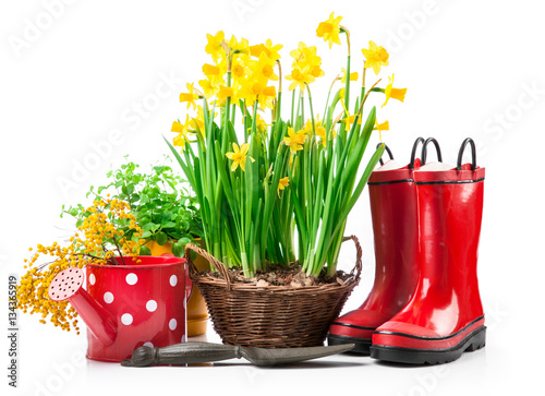 Fototapeta Naklejka Na Ścianę i Meble -  Spring flowers narcissus in basket with branch
