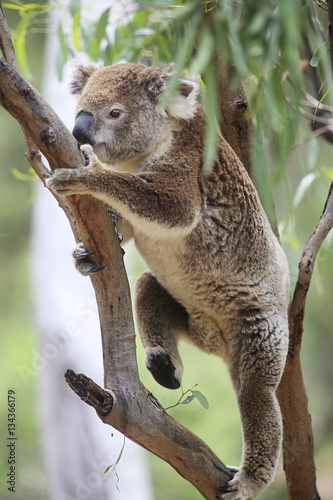 Photography Koala in a tree