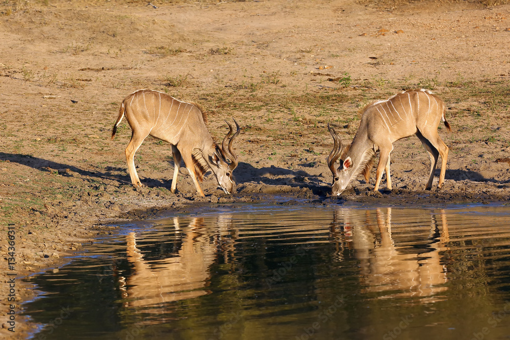 The greater kudu (Tragelaphus strepsiceros), two females drinking from waterhole