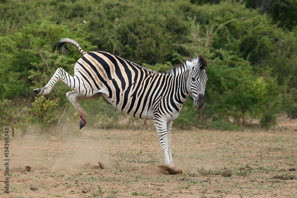 The plains zebra (Equus quagga, formerly Equus burchellii), also the common  zebra or Burchell's zebra, mare kicking his hind legs Stock Photo
