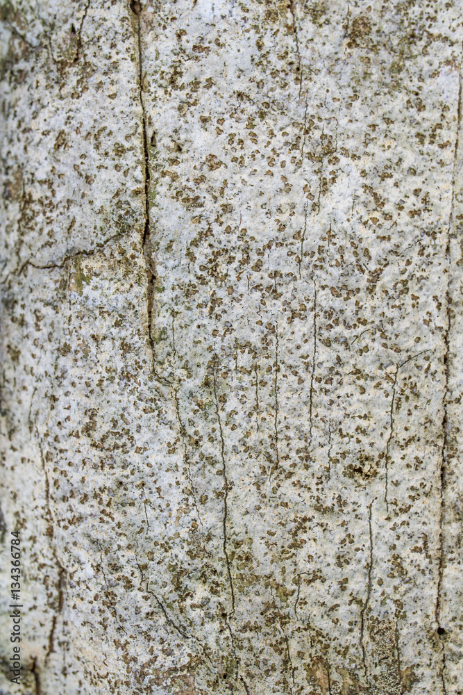 Obraz premium natural texture, background - old wood