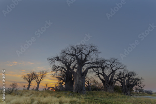 Sunrise at Baines baobab s