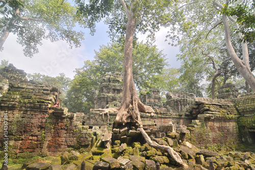 Ta Prohm  -  the temple at Angkor, Siem Reap Province, Cambodia
