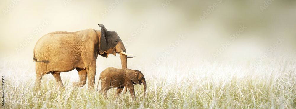 Fototapeta premium Mom and Baby Elephant Walking Through Tall Grass