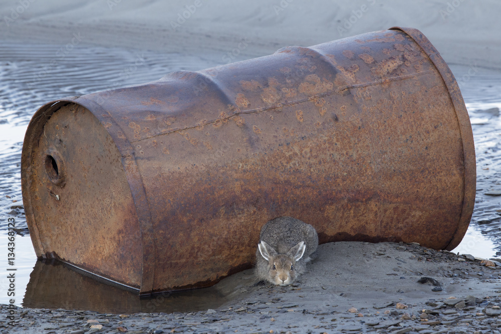 Hare hiding under the iron barrel. Anabar River bank. Yakutia. Russia.