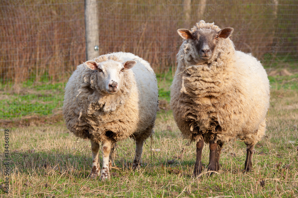 Naklejka premium dirty sheep in the paddock
