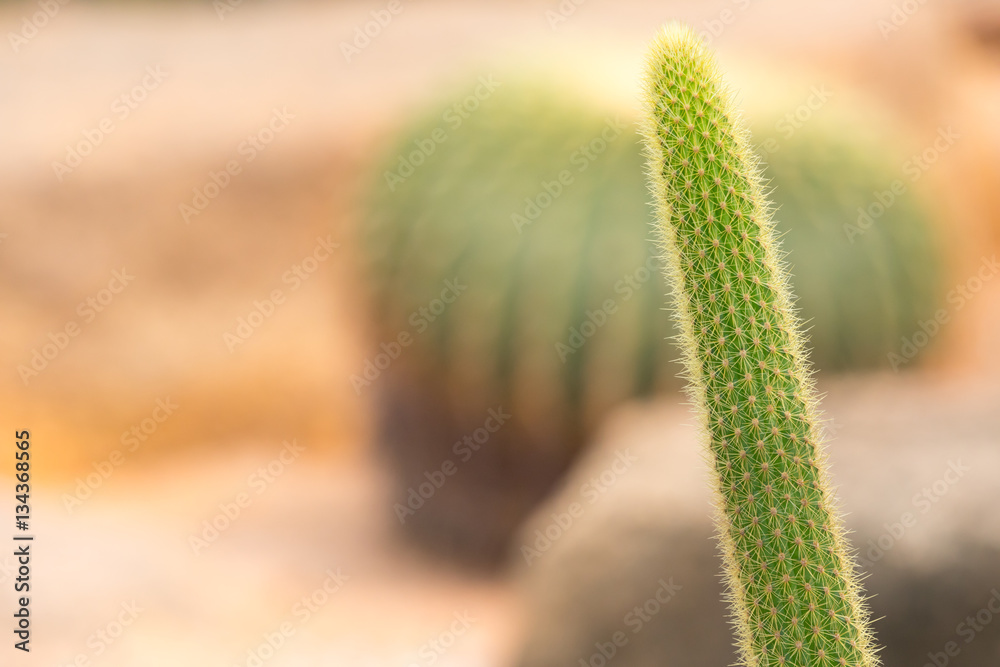 Long cactus in the background cactus
