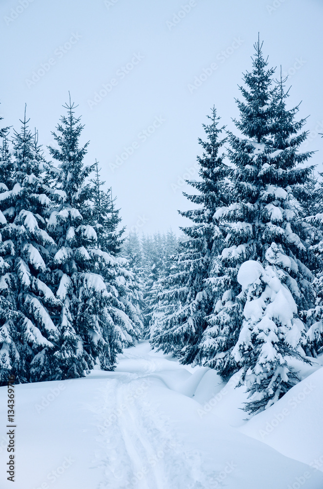 Trees covered by fresh snow in the mountains while cross-country skiing Trees covered by fresh snow in the mountains while cross-country skiing