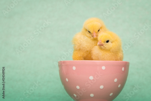 two little fluffy chicks in wicker basket,easter. © Magorzata