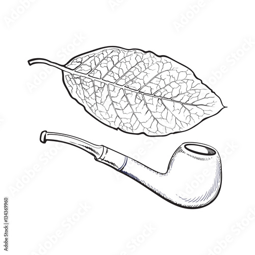 Luxurious wooden varnished smoking pipe and dry tobacco leaf, sketch vector illustration isolated on white background. Realistic hand-drawing of retro wooden smoking pipe and tobacco leaf