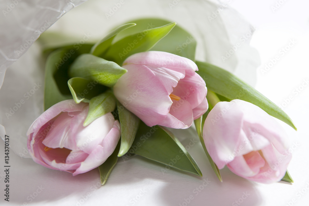 The Anniversary pink tulip flower bouquet wrapped in white paper The Anniversary pink tulip flower bouquet wrapped in white paper
