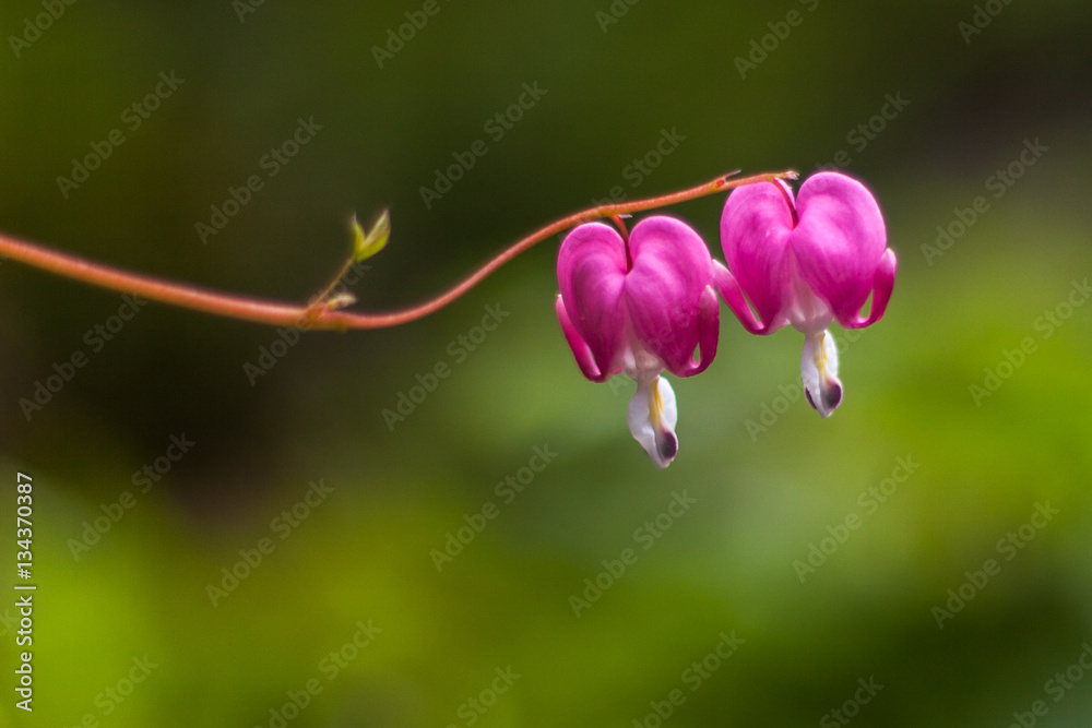 Pair of dicentra spectabilis bleeding heart flowers Pair of dicentra spectabilis bleeding heart flowers