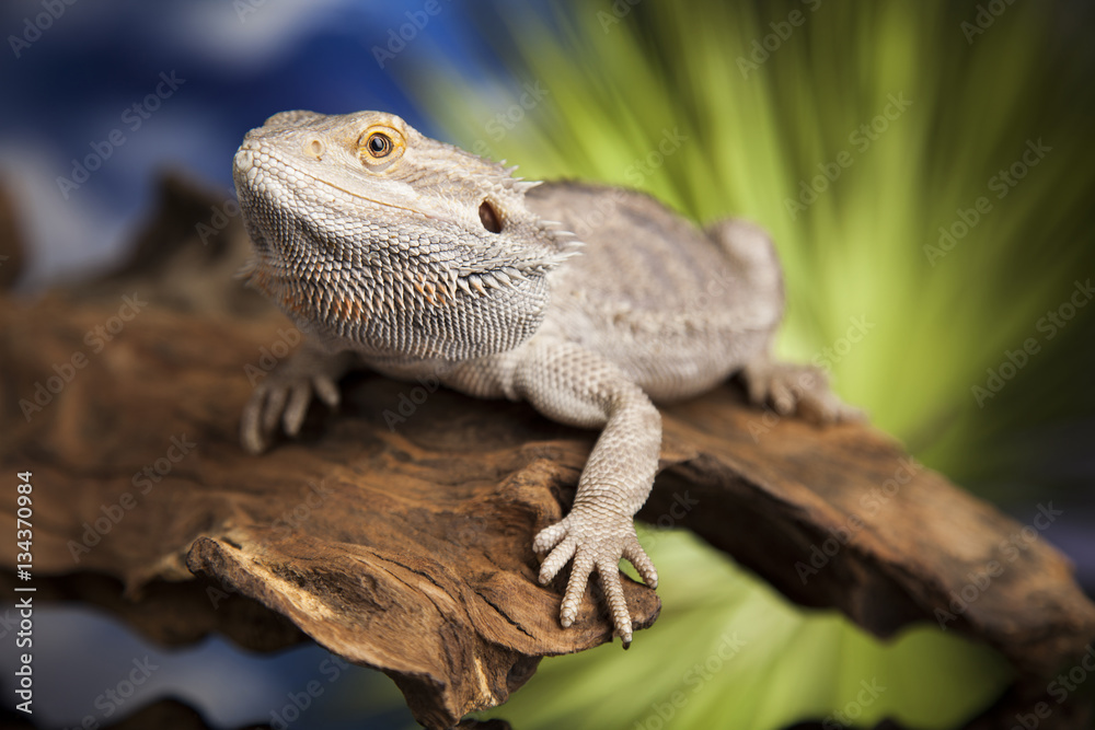 Obraz premium Animal Lizard, Bearded Dragon on mirror background