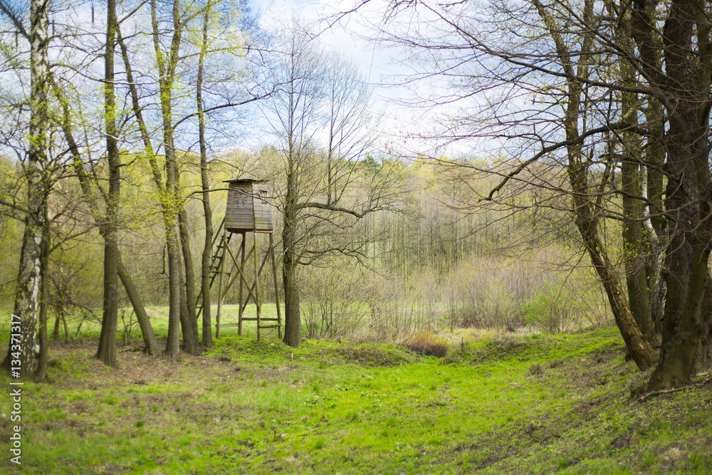 Hunters tree stand among trees in forest Hunters tree stand among trees in forest