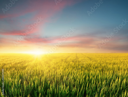 Filed during bright sunset. Agricultural landscape in the summer time