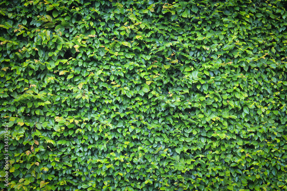 Haie de Charme \ Carpinus Betulus