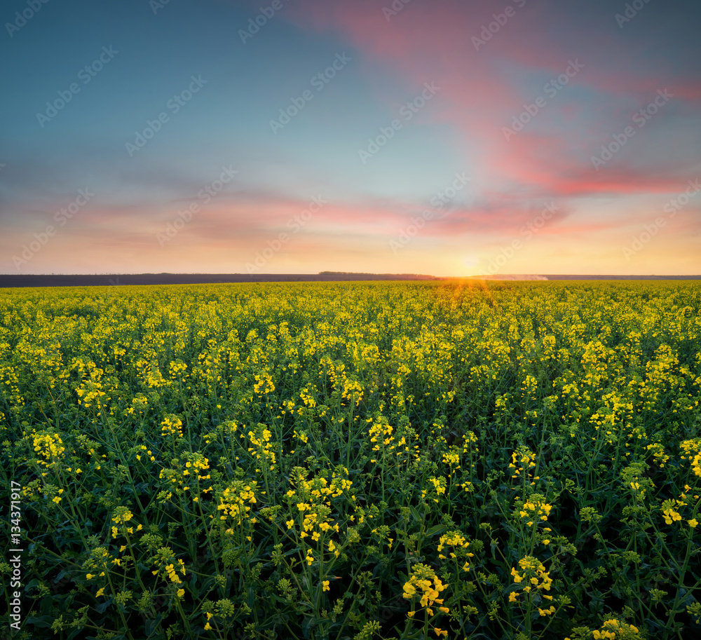 Fototapeta premium Grass on the field during sunrise. Agricultural landscape in the summer time
