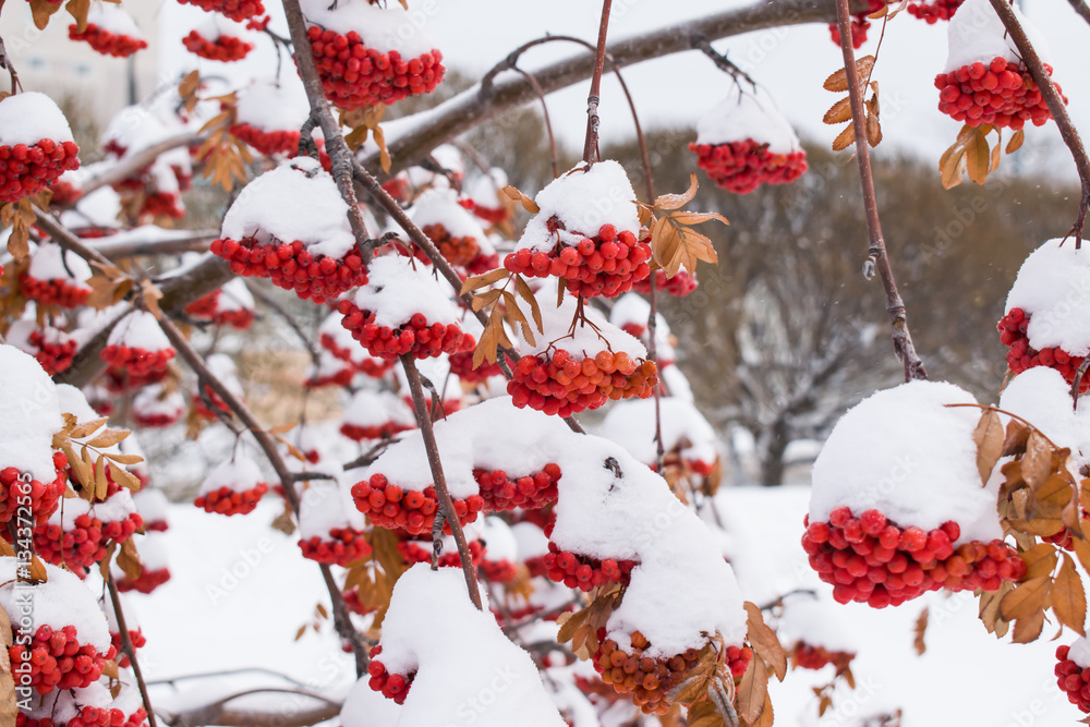Rowan Bush with tassels winter berries in the snow Rowan Bush with tassels winter berries in the snow