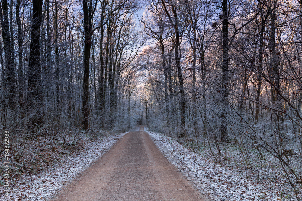 path in winter forest path in winter forest