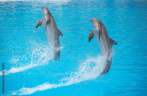 zwei Delfine schwimmen auf ihren Schwanzflossen