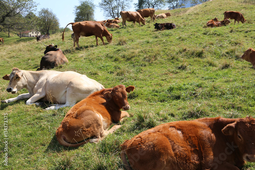 many cows grazing on the plateau near the Italian Alps © ChiccoDodiFC