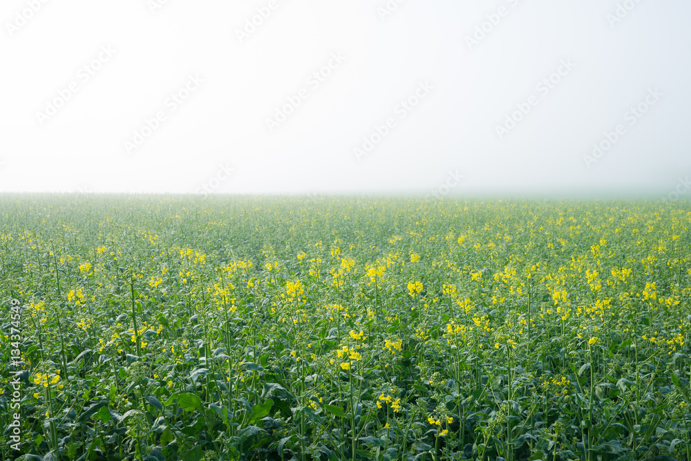 Fototapeta premium Just flourished oilseed rape field in the morning fog