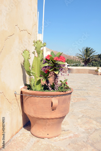 Unusual cactus in the Preveli monastery. Crete, Greece. photo