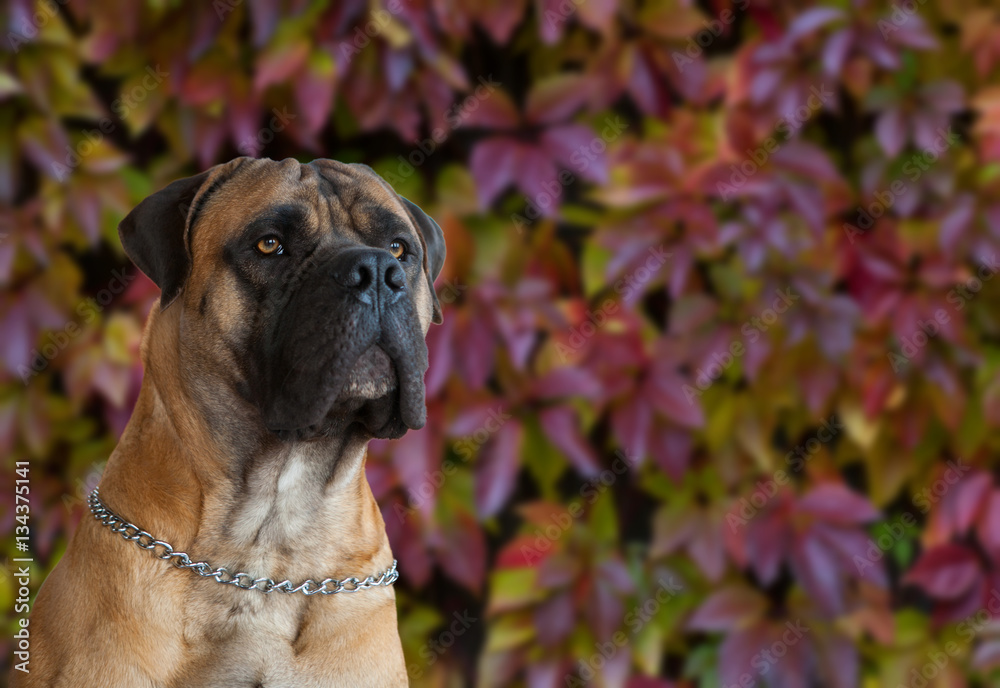 Eyes amber-colored.  Closeup portrait of a beautiful dog breed South African Boerboel on the background of autumn grape leaves. South African Mastiff.