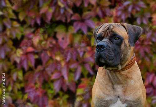 Eyes amber-colored.  Closeup portrait of a beautiful dog breed South African Boerboel on the background of autumn grape leaves. South African Mastiff.