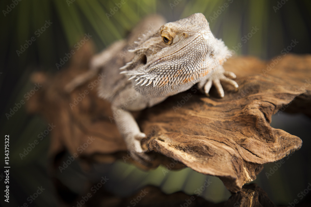 Fototapeta premium Lizard root, Bearded Dragon on green background