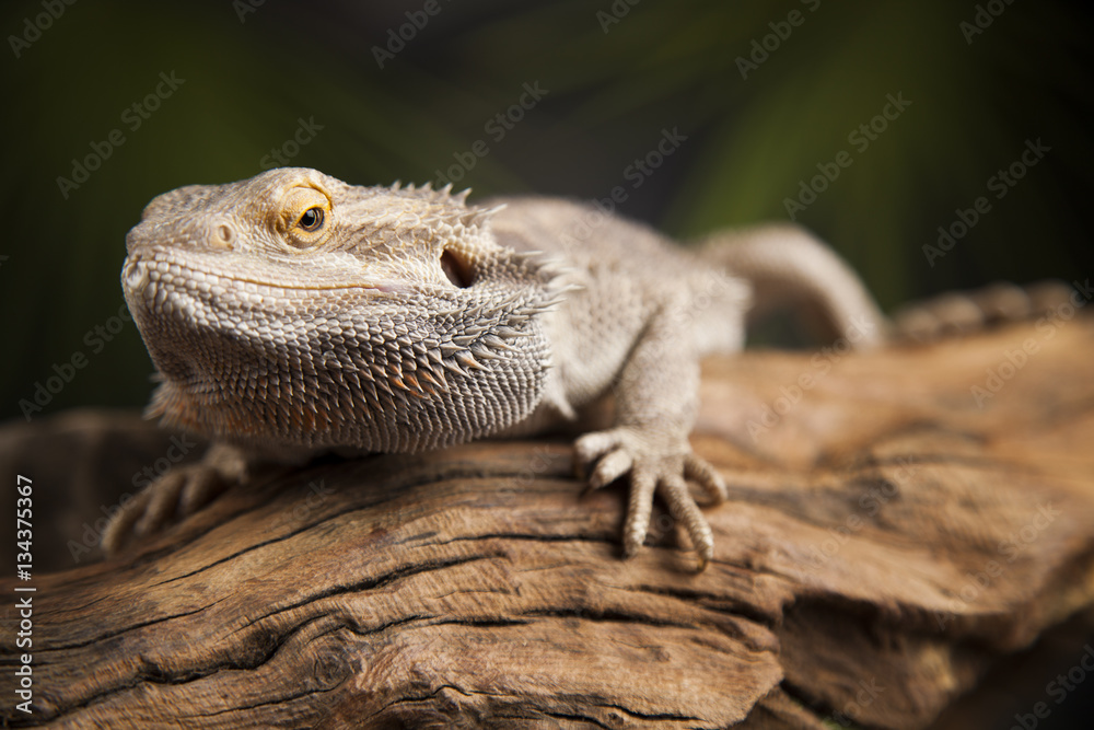 Fototapeta premium Animal Lizard, Bearded Dragon on mirror background