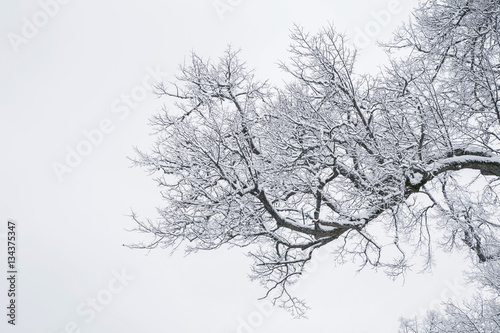 Tree branches are snow covered and look very beautiful. Nice winter day after blizzard. © fotoduets