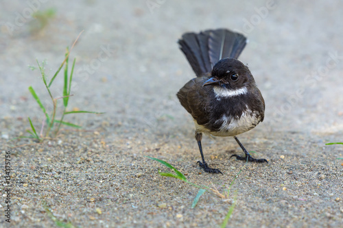 Malaysian pied fantail(Rhipidura javanica), beautiful bird standing in garden. photo