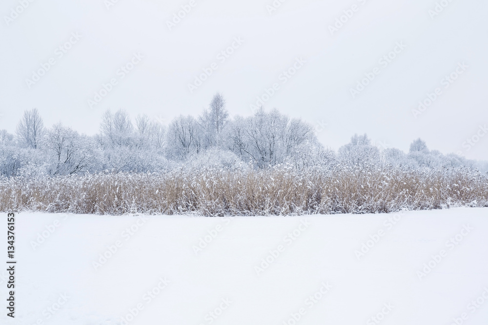 Tree branches are snow covered and look very beautiful. Nice winter day after blizzard. Tree branches are snow covered and look very beautiful. Nice winter day after blizzard.