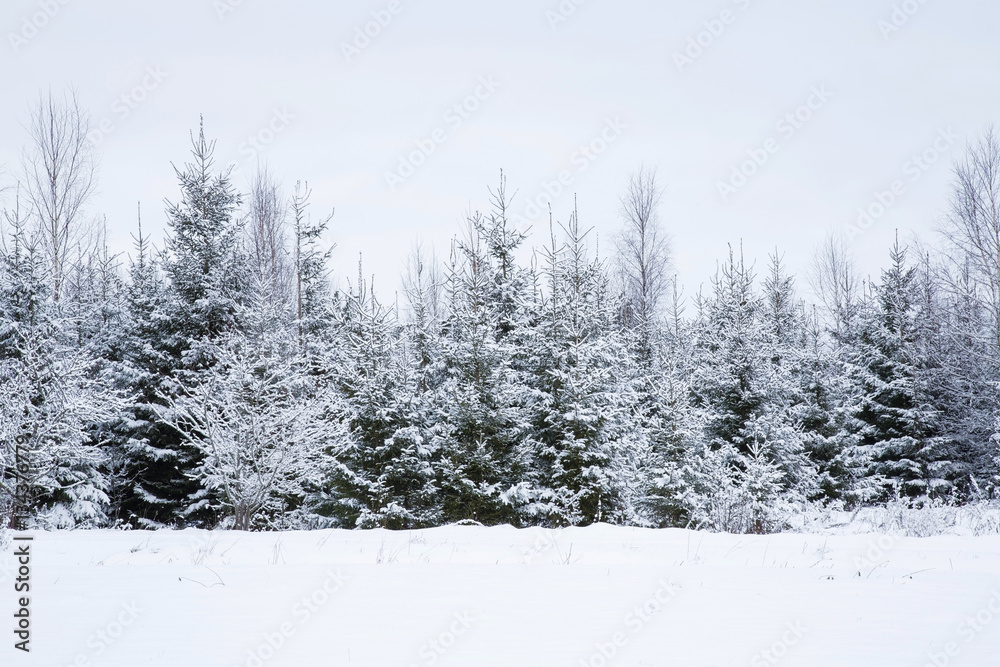 Fototapeta premium Tree branches are snow covered and look very beautiful. Nice winter day after blizzard.