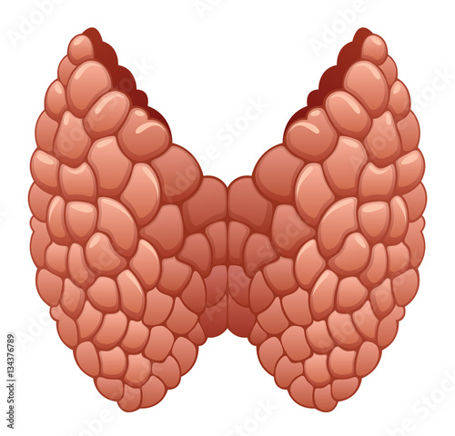 Thyroid gland
