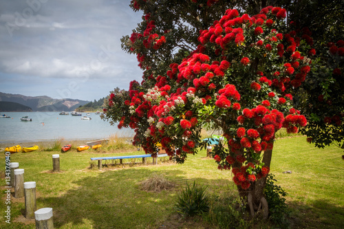 Ocean landscape with blooming pohutukawa tree with red flowers, the tree endemic to New Zealand and blooming around Christmas time