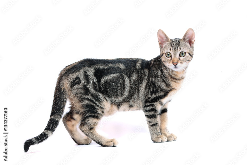 Bengal kitten on white background Bengal kitten on white background