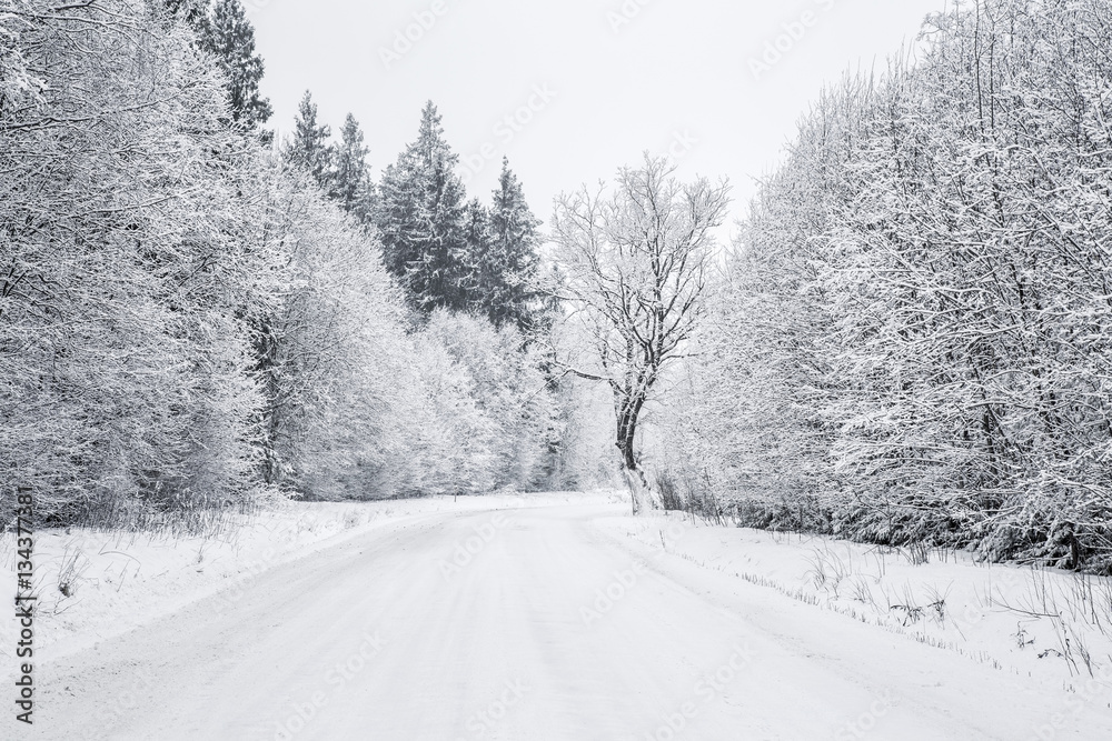 Nice winter day. White snowy countryside road. Tree branches and spruces are snow covered and look very beautiful. Nice winter day. White snowy countryside road. Tree branches and spruces are snow covered and look very beautiful.