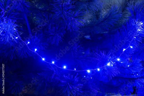 Frosty pine needles in blue evening christmas light