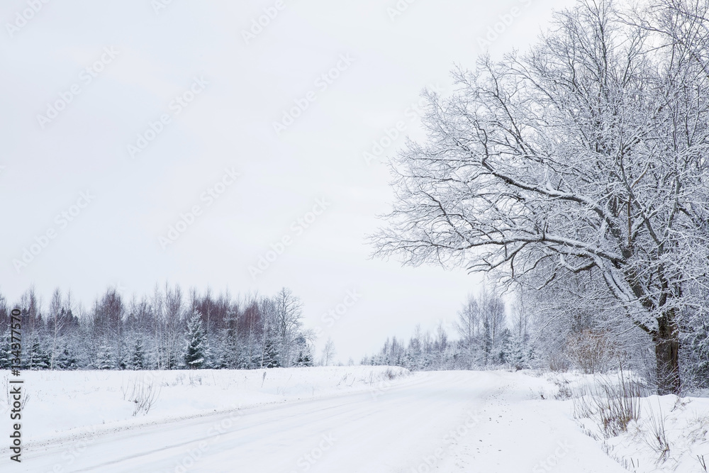 Nice winter day. White snowy countryside road. Tree branches and spruces are snow covered and look very beautiful. Nice winter day. White snowy countryside road. Tree branches and spruces are snow covered and look very beautiful.