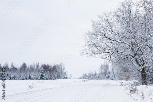 Nice winter day. White snowy countryside road. Tree branches and spruces are snow covered and look very beautiful.