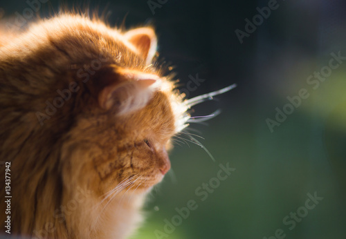 Ginger cat in morning light