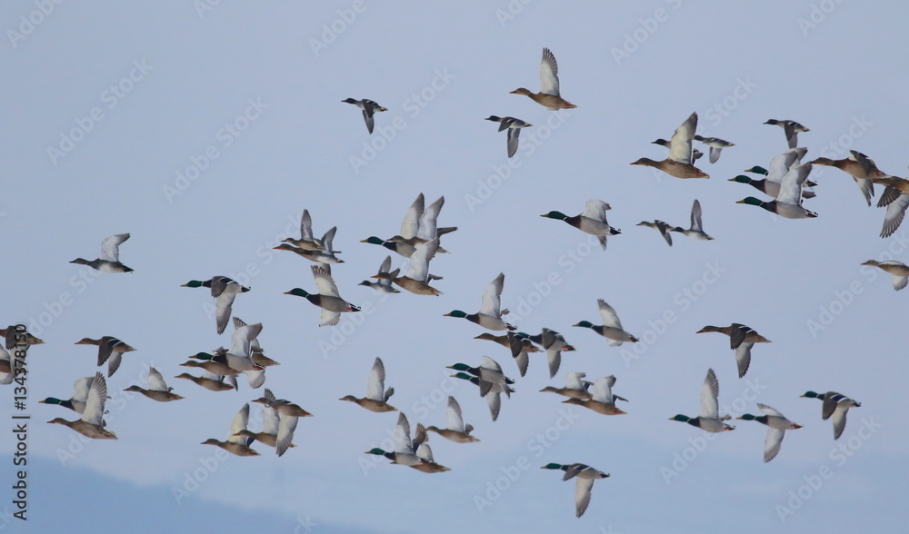 Flock of birds, Mallard Ducks in flight, Anas Platyrhynchos Flock of birds, Mallard Ducks in flight, Anas Platyrhynchos
