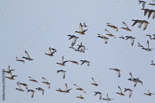 Flock of birds, Mallard Ducks in flight, Anas Platyrhynchos