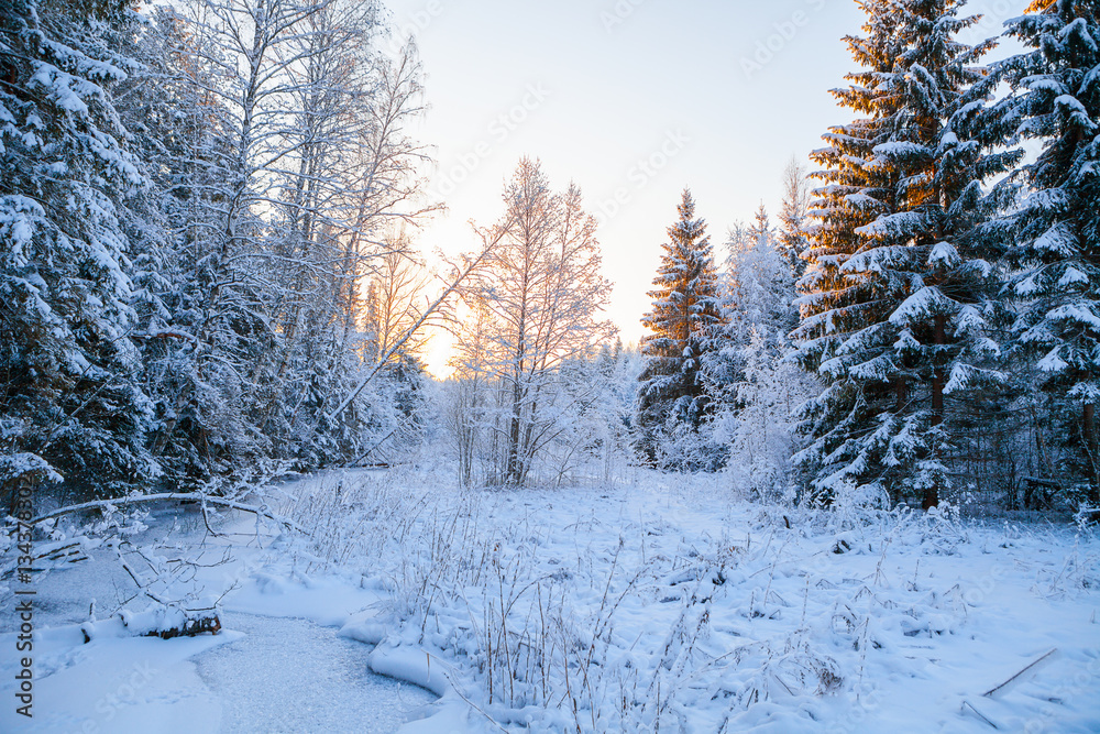 Fototapeta premium Frosted pine trees along frozen river, sunrise time