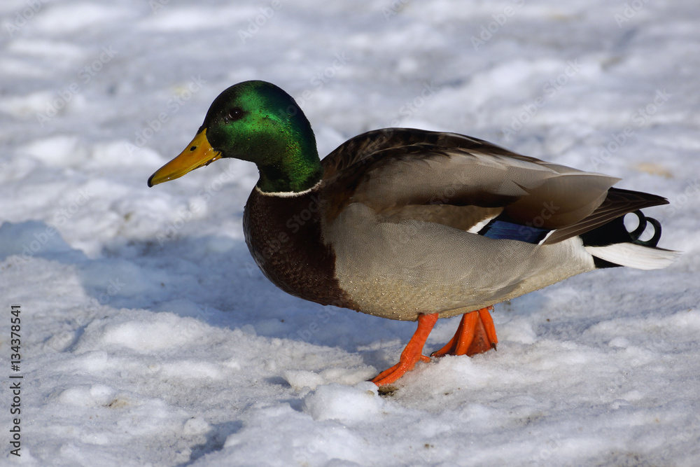The Mallard (Anas platyrhynchos) is in a city park. The Mallard (Anas platyrhynchos) is in a city park.