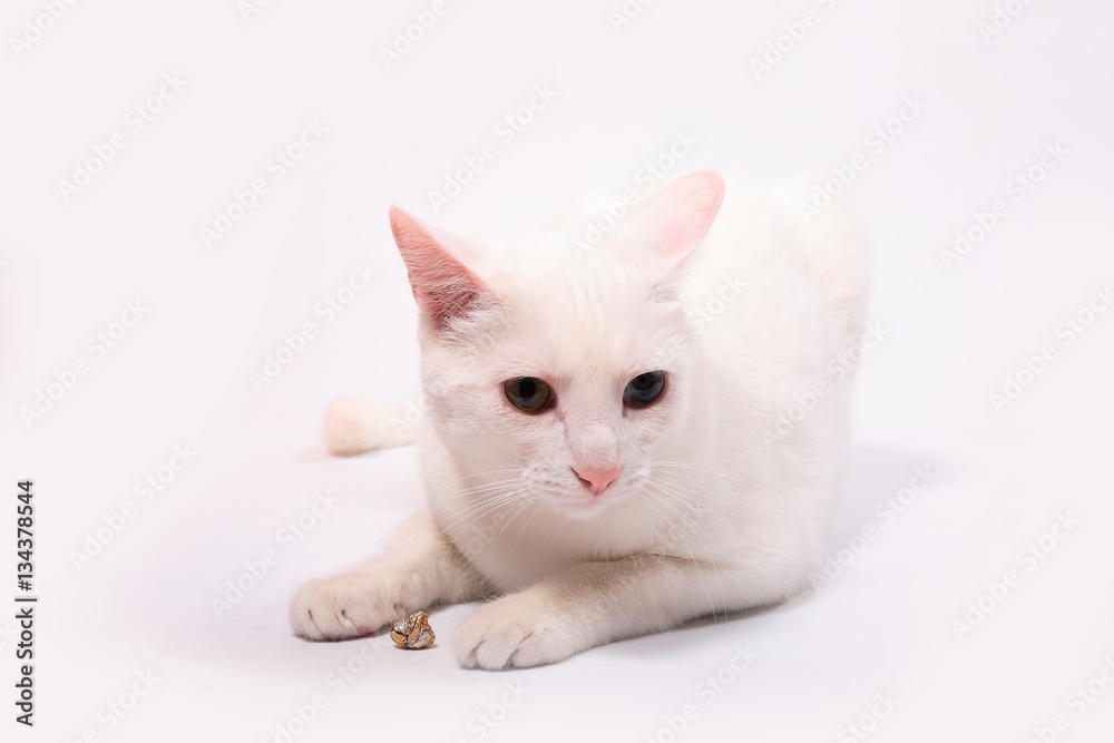 White cat on white background White cat on white background