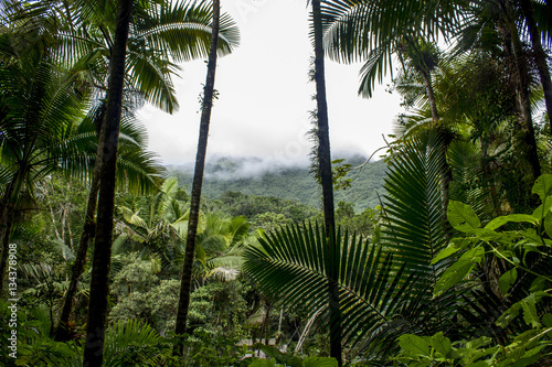 Rainforest Landscape
