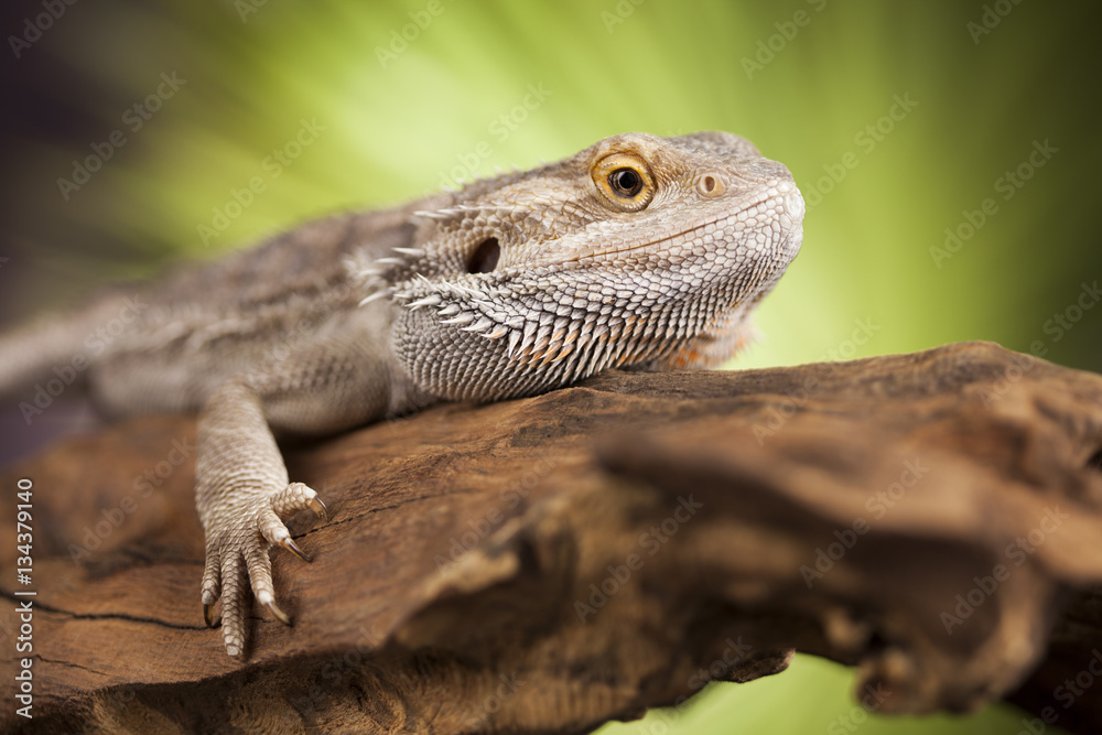 Obraz premium Dragon, Agama Lizard on black mirror background